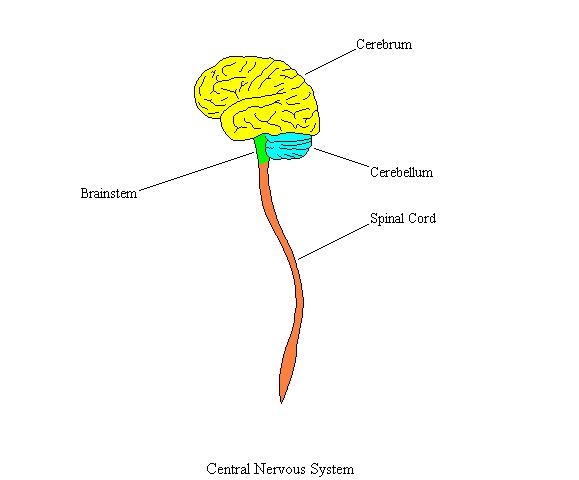 A Central Nervous System Disease - Stargardt's Disease